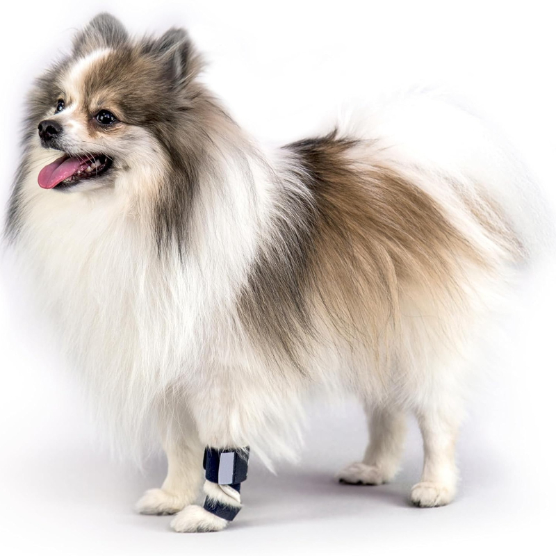 犬用前脚装具、手根の過伸展症候群用、骨折や捻挫をサポートする - Ankle Mobility Band のレビューと価格